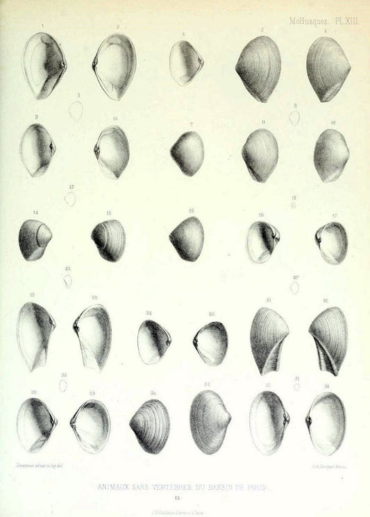 Description des animaux sans vertÃ¨bres dÃ©couverts dans le bassin de Paris :.Paris :Balli | "Mollusks, Fossil" Paleontology "Paris Basin (France)"  | Vintage Print Reproduction 467734