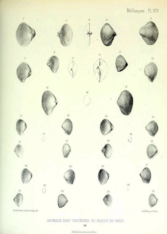 Description des animaux sans vertÃ¨bres dÃ©couverts dans le bassin de Paris :.Paris :Balli | "Mollusks, Fossil" Paleontology "Paris Basin (France)"  | Vintage Print Reproduction 467735