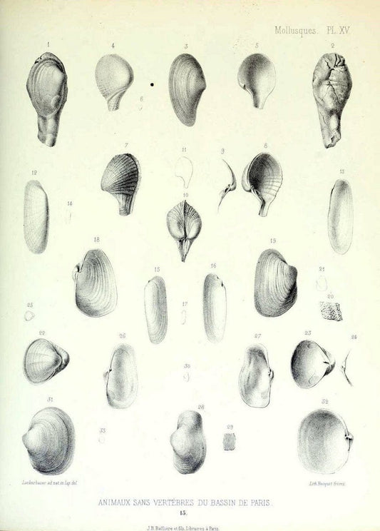 Description des animaux sans vertÃ¨bres dÃ©couverts dans le bassin de Paris :.Paris :Balli | "Mollusks, Fossil" Paleontology "Paris Basin (France)"  | Vintage Print Reproduction 467736
