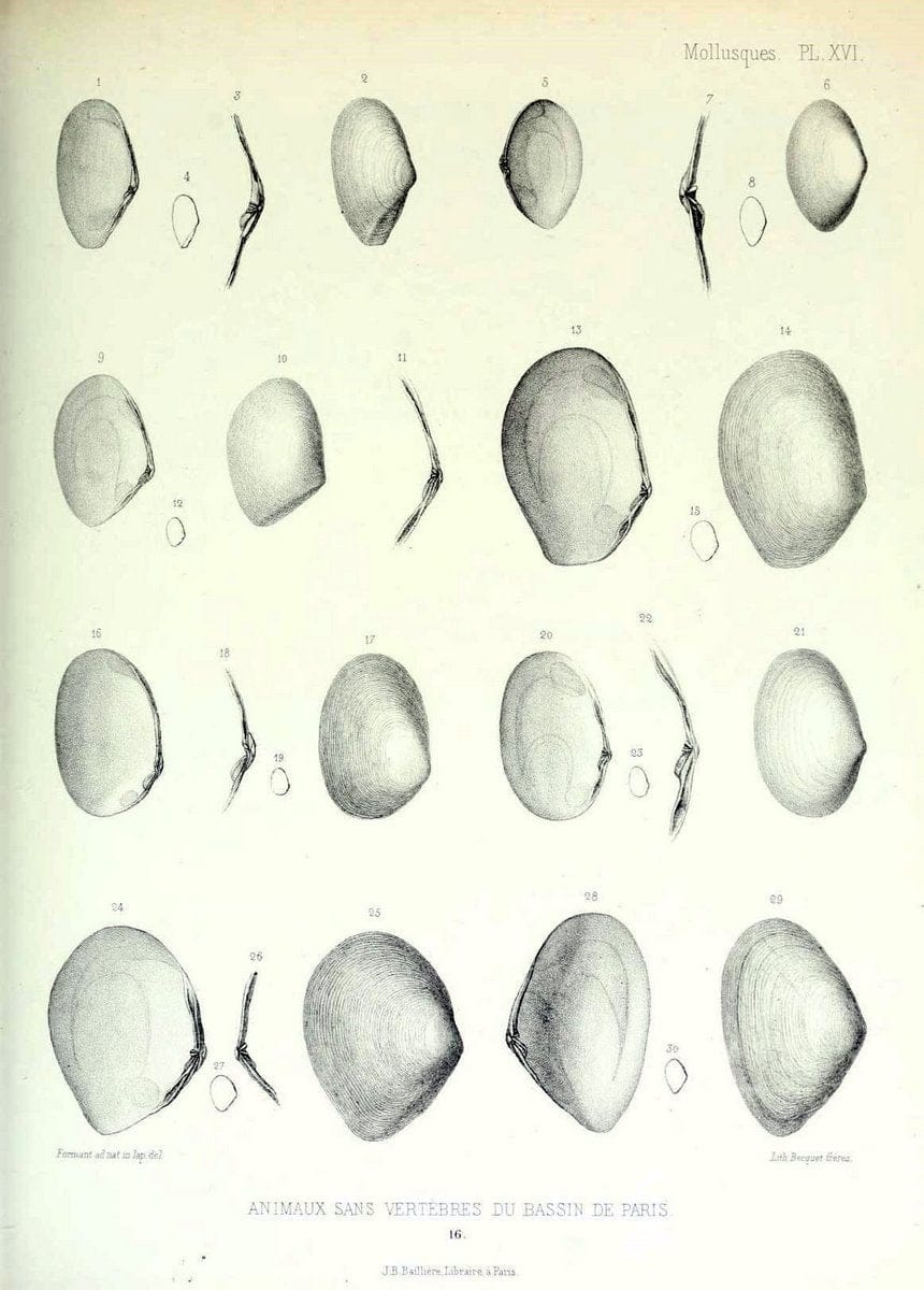 Description des animaux sans vertÃ¨bres dÃ©couverts dans le bassin de Paris :.Paris :Balli | "Mollusks, Fossil" Paleontology "Paris Basin (France)"  | Vintage Print Reproduction 467737