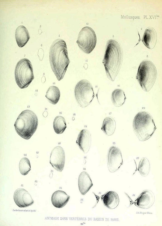 Description des animaux sans vertÃ¨bres dÃ©couverts dans le bassin de Paris :.Paris :Balli | "Mollusks, Fossil" Paleontology "Paris Basin (France)"  | Vintage Print Reproduction 467738