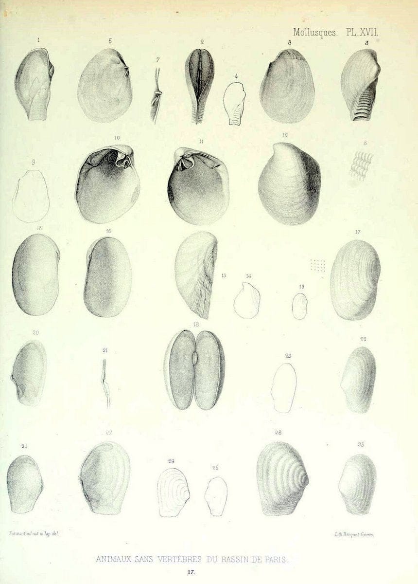 Description des animaux sans vertÃ¨bres dÃ©couverts dans le bassin de Paris :.Paris :Balli | "Mollusks, Fossil" Paleontology "Paris Basin (France)"  | Vintage Print Reproduction 467739