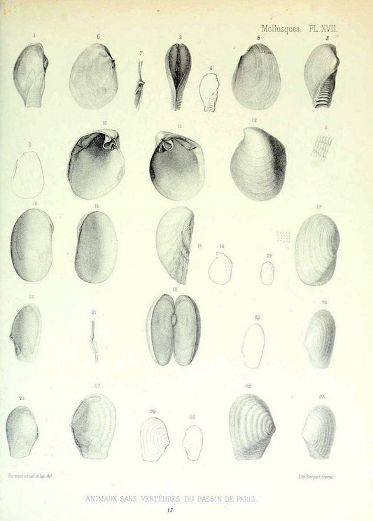 Description des animaux sans vertÃ¨bres dÃ©couverts dans le bassin de Paris :.Paris :Balli | "Mollusks, Fossil" Paleontology "Paris Basin (France)"  | Vintage Print Reproduction 467739