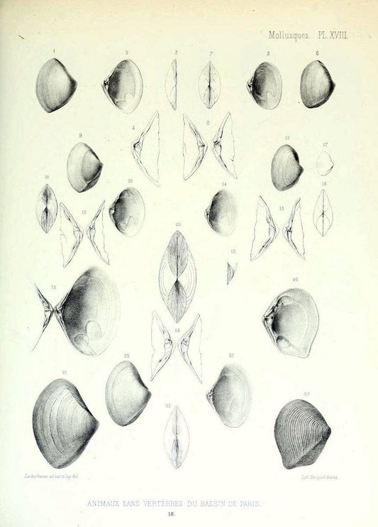 Description des animaux sans vertÃ¨bres dÃ©couverts dans le bassin de Paris :.Paris :Balli | "Mollusks, Fossil" Paleontology "Paris Basin (France)"  | Vintage Print Reproduction 467740