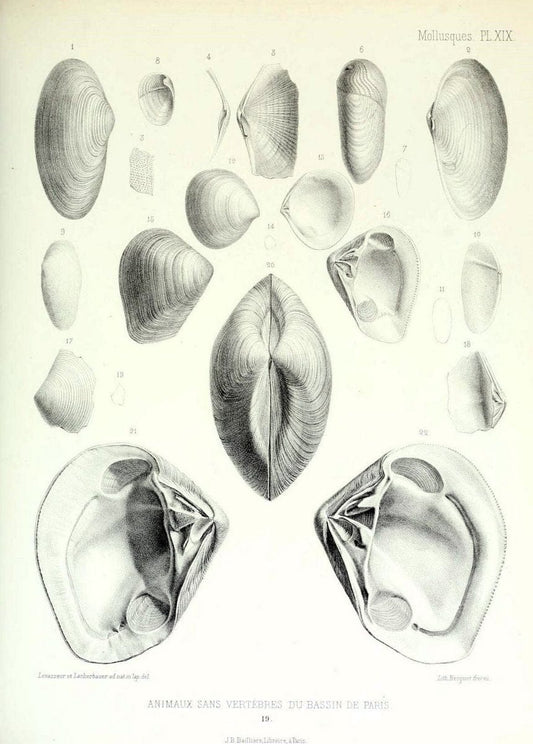 Description des animaux sans vertÃ¨bres dÃ©couverts dans le bassin de Paris :.Paris :Balli | "Mollusks, Fossil" Paleontology "Paris Basin (France)"  | Vintage Print Reproduction 467741