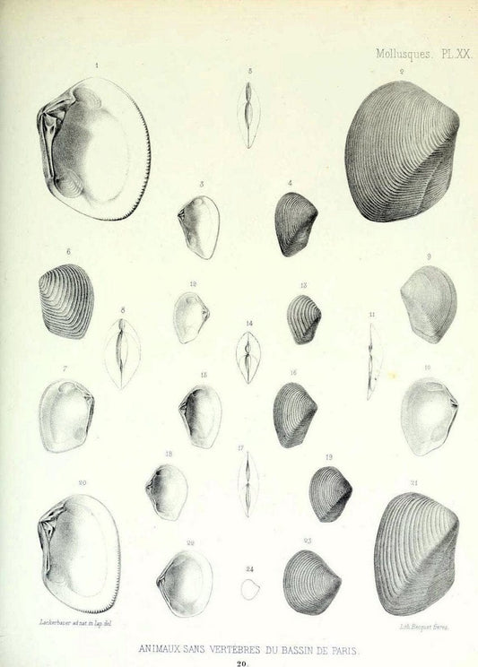 Description des animaux sans vertÃ¨bres dÃ©couverts dans le bassin de Paris :.Paris :Balli | "Mollusks, Fossil" Paleontology "Paris Basin (France)"  | Vintage Print Reproduction 467742