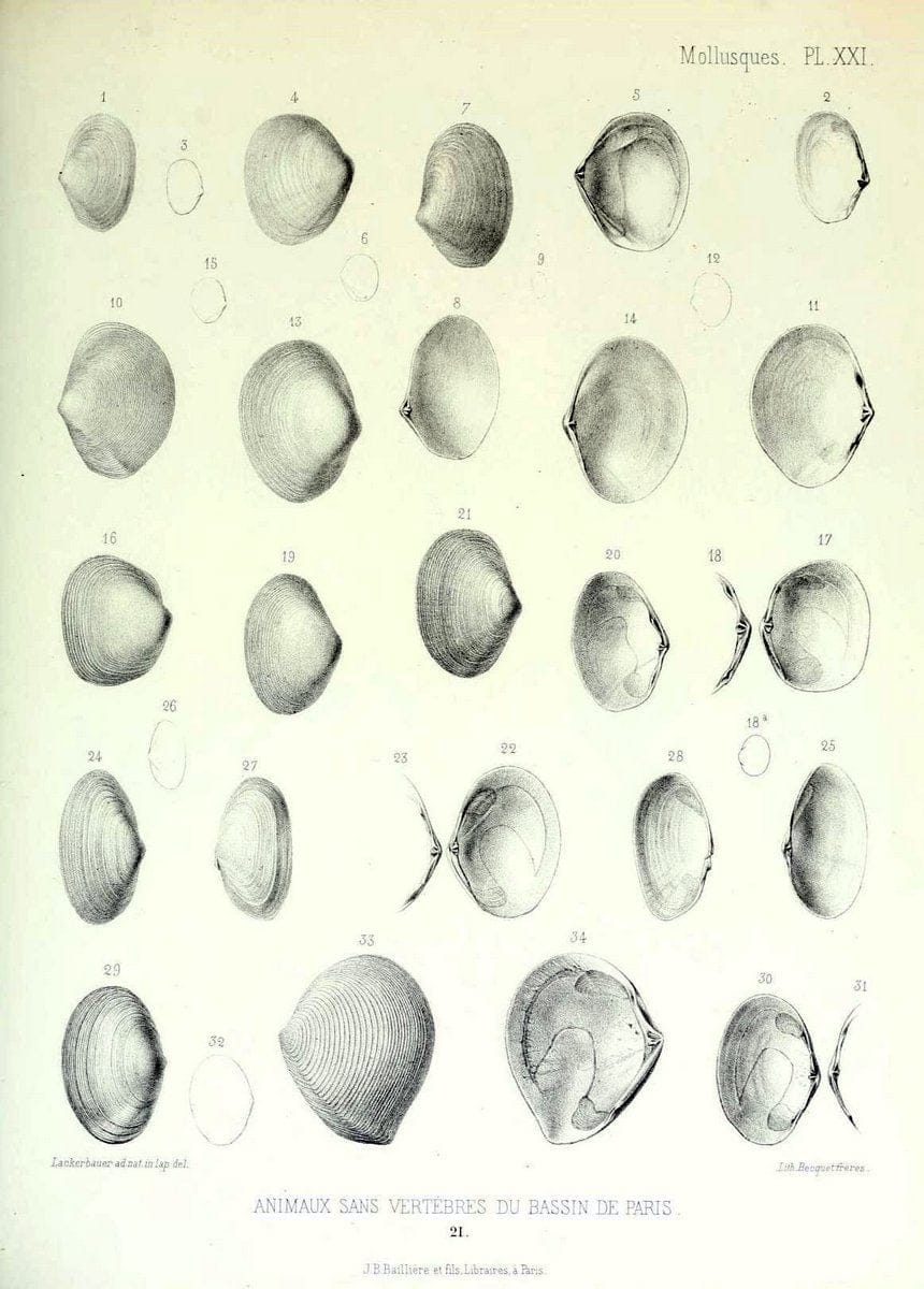 Description des animaux sans vertÃ¨bres dÃ©couverts dans le bassin de Paris :.Paris :Balli | "Mollusks, Fossil" Paleontology "Paris Basin (France)"  | Vintage Print Reproduction 467743