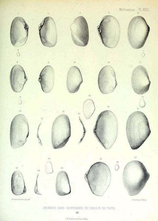Description des animaux sans vertÃ¨bres dÃ©couverts dans le bassin de Paris :.Paris :Balli | "Mollusks, Fossil" Paleontology "Paris Basin (France)"  | Vintage Print Reproduction 467744