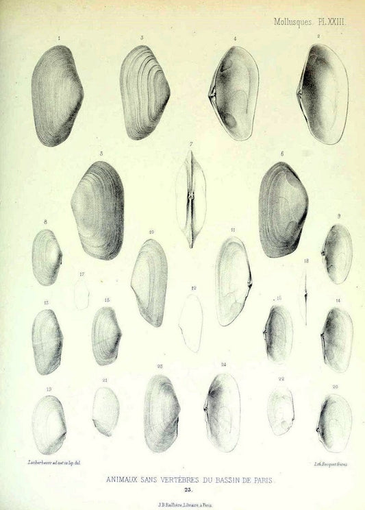 Description des animaux sans vertÃ¨bres dÃ©couverts dans le bassin de Paris :.Paris :Balli | "Mollusks, Fossil" Paleontology "Paris Basin (France)"  | Vintage Print Reproduction 467745