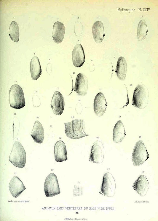 Description des animaux sans vertÃ¨bres dÃ©couverts dans le bassin de Paris :.Paris :Balli | "Mollusks, Fossil" Paleontology "Paris Basin (France)"  | Vintage Print Reproduction 467746