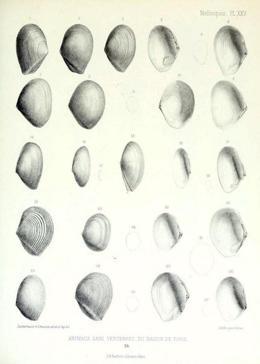 Description des animaux sans vertÃ¨bres dÃ©couverts dans le bassin de Paris :.Paris :Balli | "Mollusks, Fossil" Paleontology "Paris Basin (France)"  | Vintage Print Reproduction 467747
