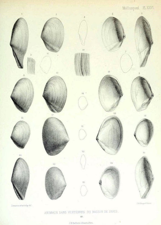Description des animaux sans vertÃ¨bres dÃ©couverts dans le bassin de Paris :.Paris :Balli | "Mollusks, Fossil" Paleontology "Paris Basin (France)"  | Vintage Print Reproduction 467748
