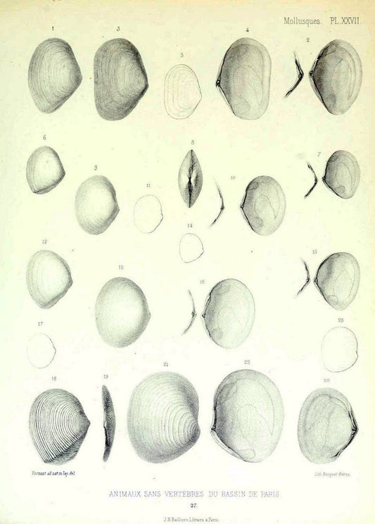 Description des animaux sans vertÃ¨bres dÃ©couverts dans le bassin de Paris :.Paris :Balli | "Mollusks, Fossil" Paleontology "Paris Basin (France)"  | Vintage Print Reproduction 467749