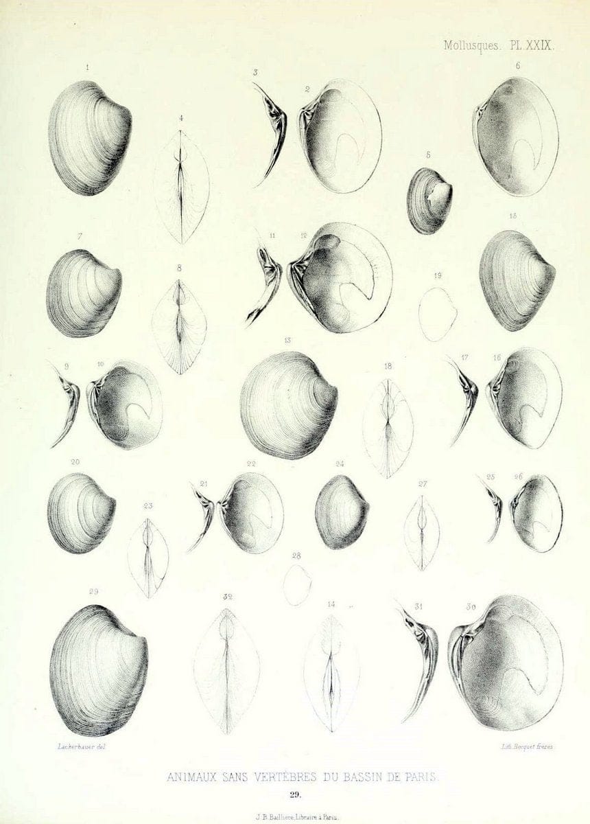 Description des animaux sans vertÃ¨bres dÃ©couverts dans le bassin de Paris :.Paris :Balli | "Mollusks, Fossil" Paleontology "Paris Basin (France)"  | Vintage Print Reproduction 467751