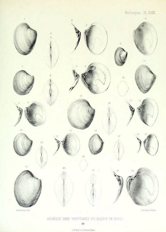 Description des animaux sans vertÃ¨bres dÃ©couverts dans le bassin de Paris :.Paris :Balli | "Mollusks, Fossil" Paleontology "Paris Basin (France)"  | Vintage Print Reproduction 467751