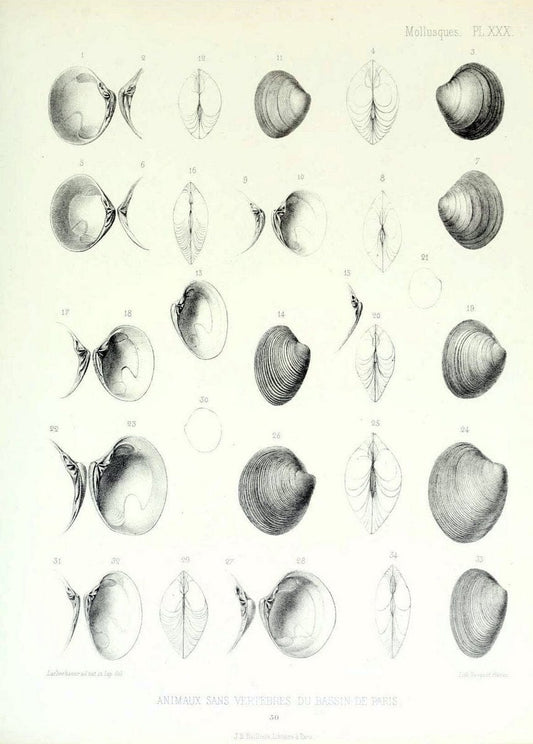 Description des animaux sans vertÃ¨bres dÃ©couverts dans le bassin de Paris :.Paris :Balli | "Mollusks, Fossil" Paleontology "Paris Basin (France)"  | Vintage Print Reproduction 467752