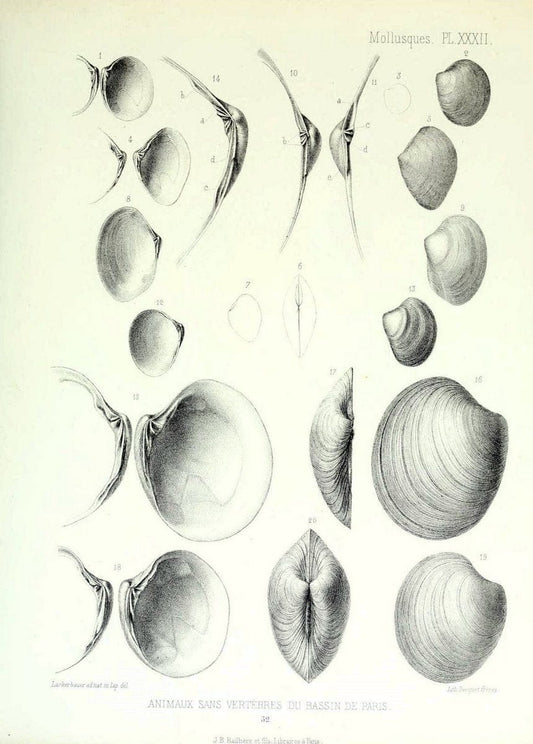 Description des animaux sans vertÃ¨bres dÃ©couverts dans le bassin de Paris :.Paris :Balli | "Mollusks, Fossil" Paleontology "Paris Basin (France)"  | Vintage Print Reproduction 467754