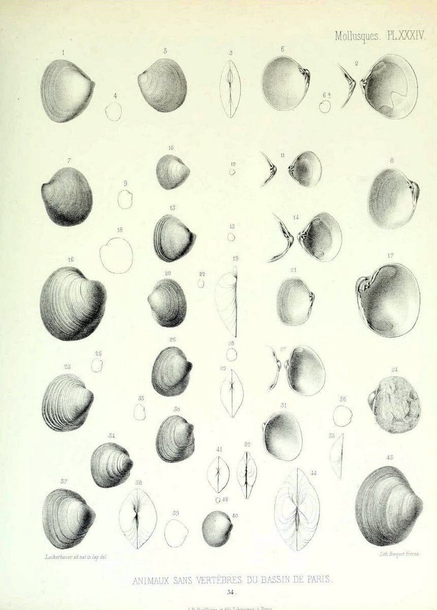 Description des animaux sans vertÃ¨bres dÃ©couverts dans le bassin de Paris :.Paris :Balli | "Mollusks, Fossil" Paleontology "Paris Basin (France)"  | Vintage Print Reproduction 467756