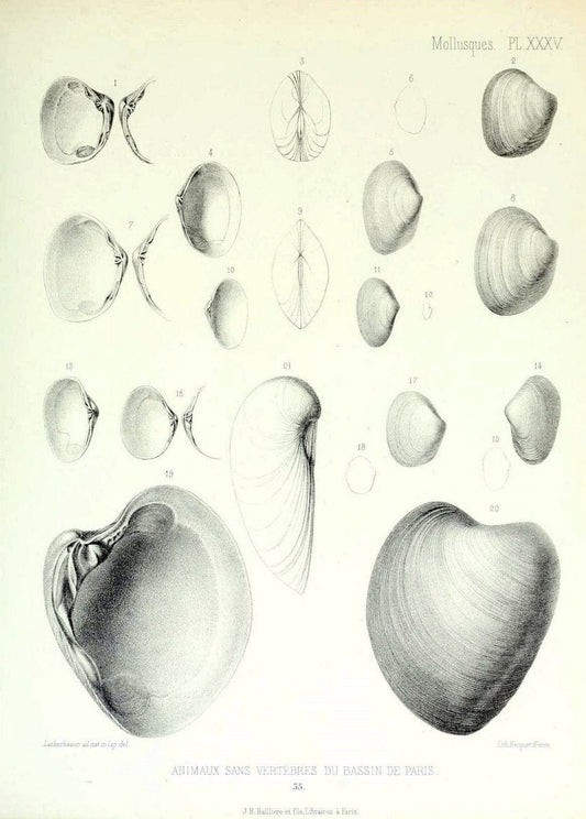 Description des animaux sans vertÃ¨bres dÃ©couverts dans le bassin de Paris :.Paris :Balli | "Mollusks, Fossil" Paleontology "Paris Basin (France)"  | Vintage Print Reproduction 467757