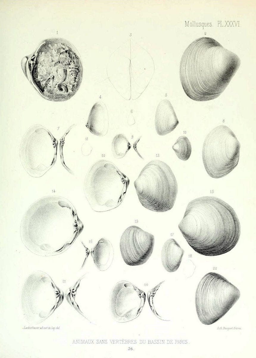 Description des animaux sans vertÃ¨bres dÃ©couverts dans le bassin de Paris :.Paris :Balli | "Mollusks, Fossil" Paleontology "Paris Basin (France)"  | Vintage Print Reproduction 467758