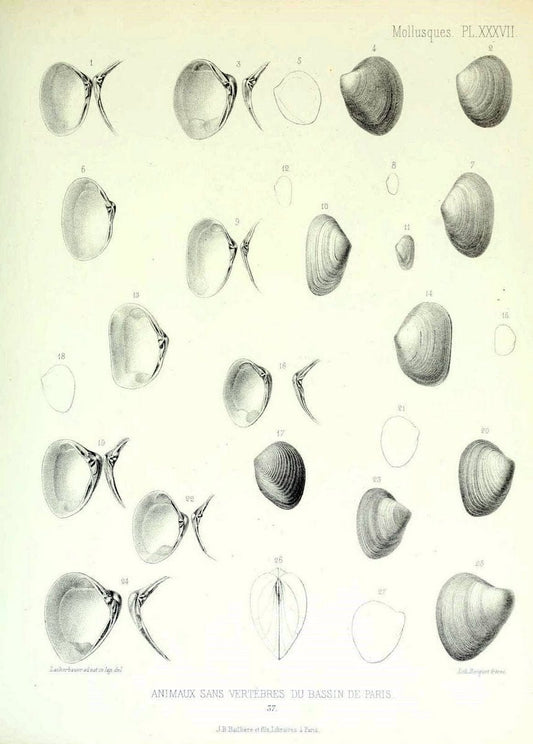Description des animaux sans vertÃ¨bres dÃ©couverts dans le bassin de Paris :.Paris :Balli | "Mollusks, Fossil" Paleontology "Paris Basin (France)"  | Vintage Print Reproduction 467759