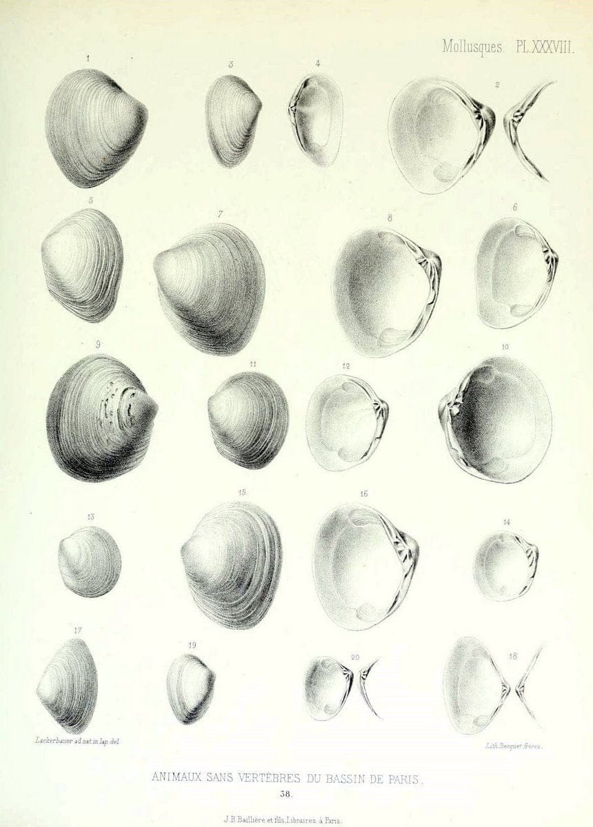 Description des animaux sans vertÃ¨bres dÃ©couverts dans le bassin de Paris :.Paris :Balli | "Mollusks, Fossil" Paleontology "Paris Basin (France)"  | Vintage Print Reproduction 467760