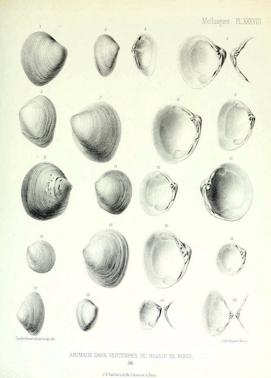 Description des animaux sans vertÃ¨bres dÃ©couverts dans le bassin de Paris :.Paris :Balli | "Mollusks, Fossil" Paleontology "Paris Basin (France)"  | Vintage Print Reproduction 467760