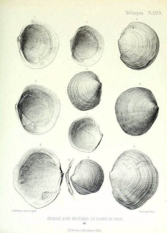 Description des animaux sans vertÃ¨bres dÃ©couverts dans le bassin de Paris :.Paris :Balli | "Mollusks, Fossil" Paleontology "Paris Basin (France)"  | Vintage Print Reproduction 467761