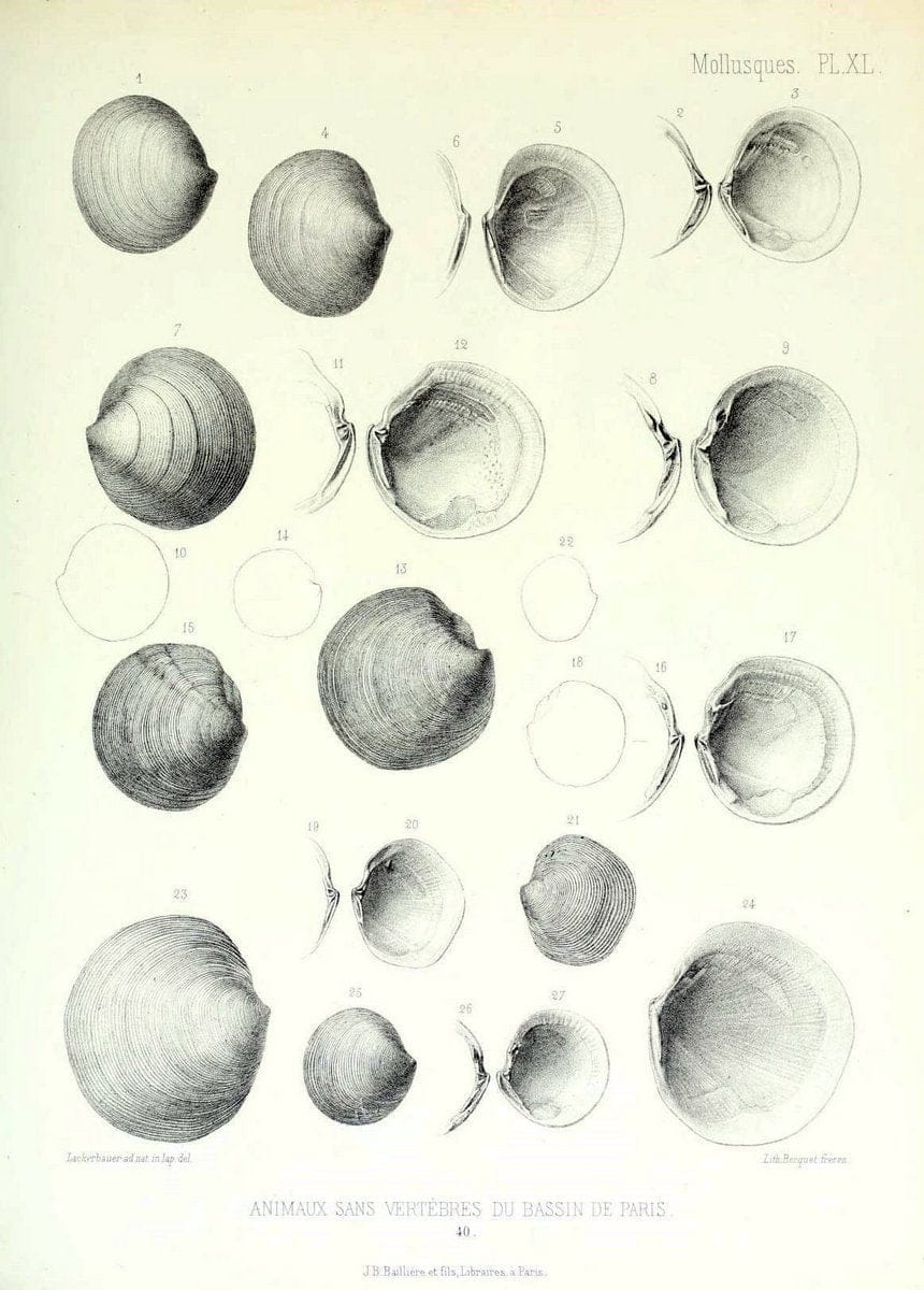 Description des animaux sans vertÃ¨bres dÃ©couverts dans le bassin de Paris :.Paris :Balli | "Mollusks, Fossil" Paleontology "Paris Basin (France)"  | Vintage Print Reproduction 467762