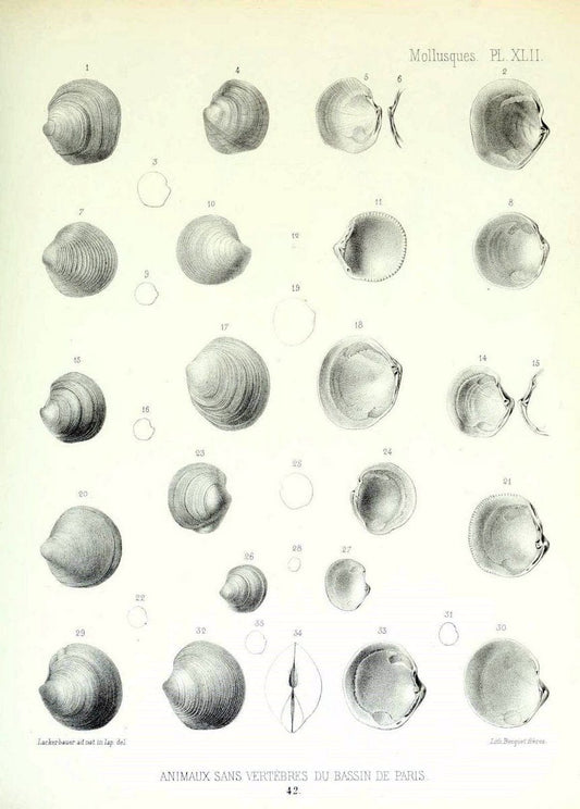 Description des animaux sans vertÃ¨bres dÃ©couverts dans le bassin de Paris :.Paris :Balli | "Mollusks, Fossil" Paleontology "Paris Basin (France)"  | Vintage Print Reproduction 467764