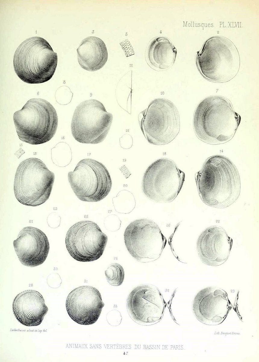 Description des animaux sans vertÃ¨bres dÃ©couverts dans le bassin de Paris :.Paris :Balli | "Mollusks, Fossil" Paleontology "Paris Basin (France)"  | Vintage Print Reproduction 467769
