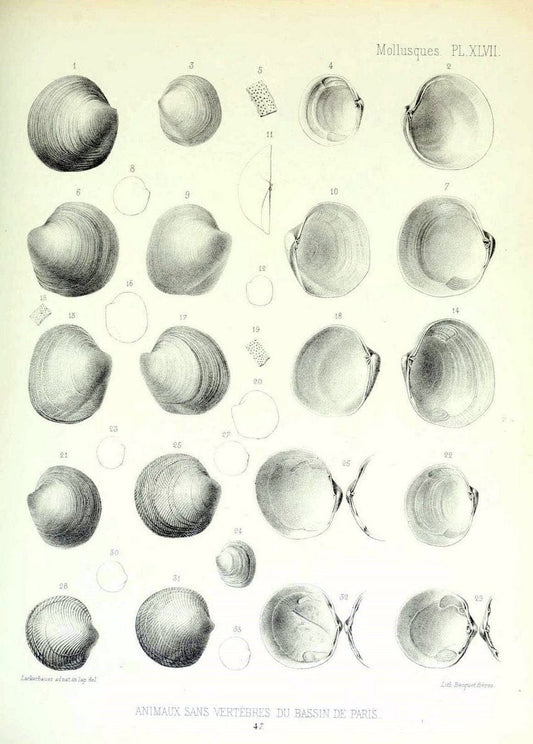 Description des animaux sans vertÃ¨bres dÃ©couverts dans le bassin de Paris :.Paris :Balli | "Mollusks, Fossil" Paleontology "Paris Basin (France)"  | Vintage Print Reproduction 467769