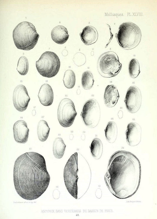 Description des animaux sans vertÃ¨bres dÃ©couverts dans le bassin de Paris :.Paris :Balli | "Mollusks, Fossil" Paleontology "Paris Basin (France)"  | Vintage Print Reproduction 467770
