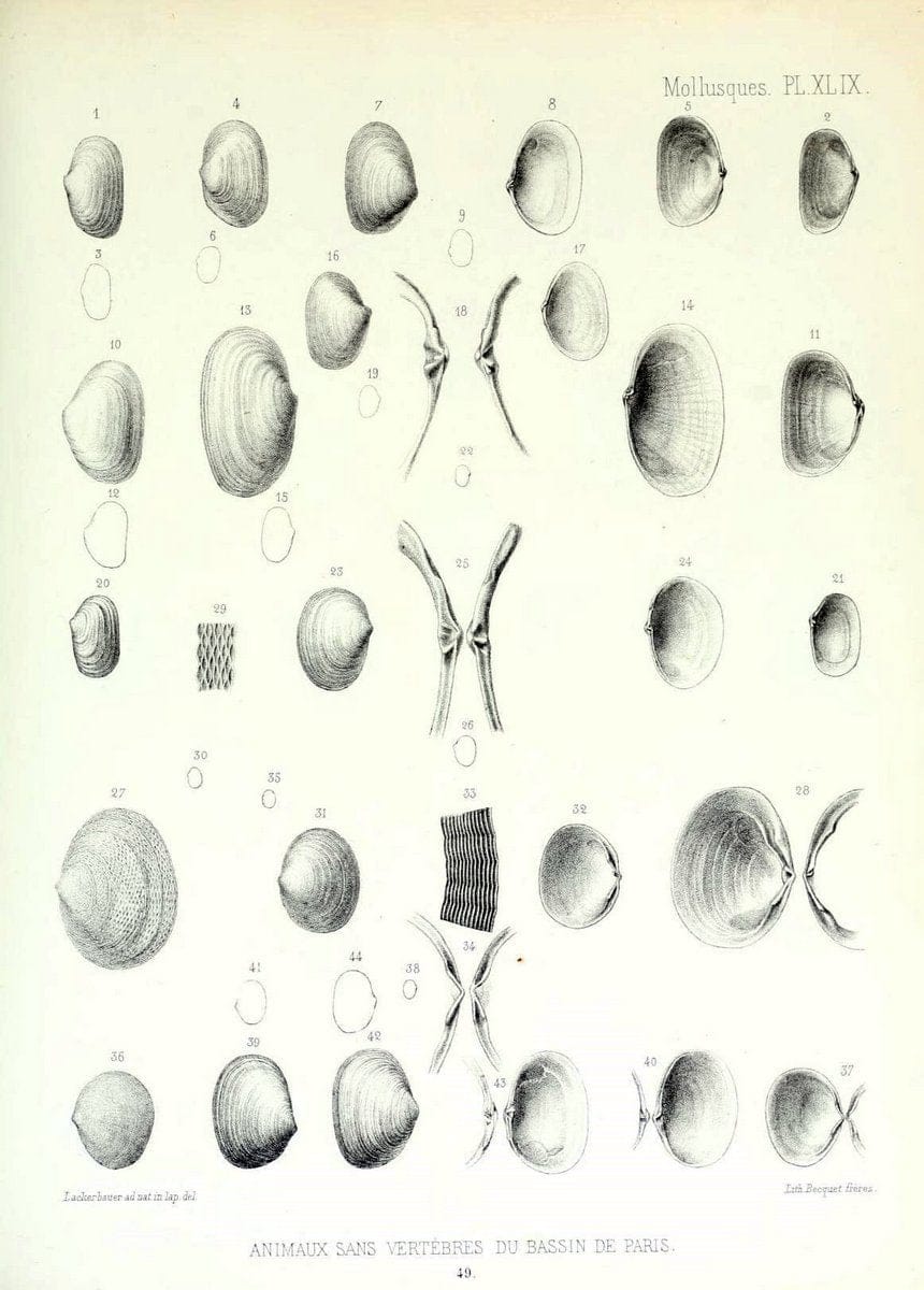 Description des animaux sans vertÃ¨bres dÃ©couverts dans le bassin de Paris :.Paris :Balli | "Mollusks, Fossil" Paleontology "Paris Basin (France)"  | Vintage Print Reproduction 467771