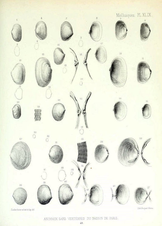 Description des animaux sans vertÃ¨bres dÃ©couverts dans le bassin de Paris :.Paris :Balli | "Mollusks, Fossil" Paleontology "Paris Basin (France)"  | Vintage Print Reproduction 467771