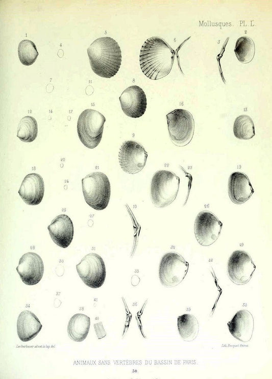 Description des animaux sans vertÃ¨bres dÃ©couverts dans le bassin de Paris :.Paris :Balli | "Mollusks, Fossil" Paleontology "Paris Basin (France)"  | Vintage Print Reproduction 467772
