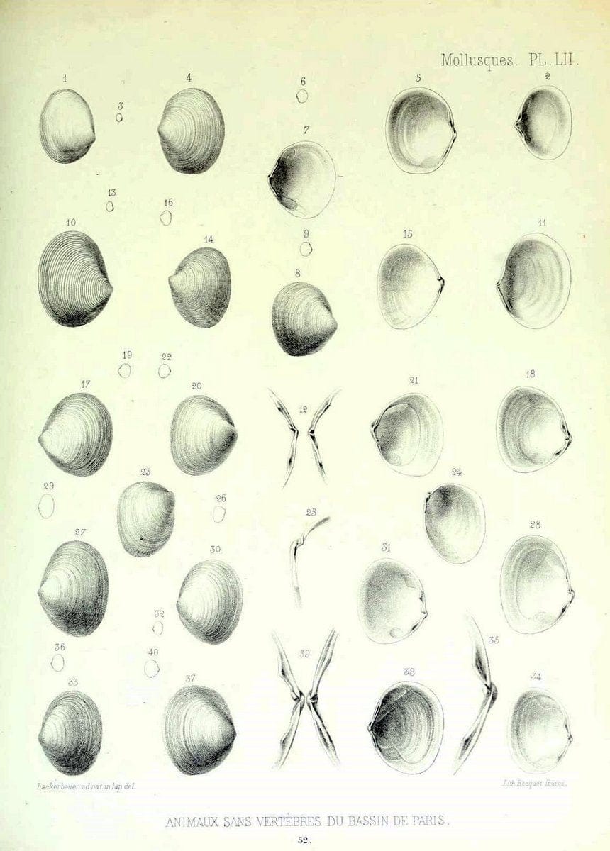 Description des animaux sans vertÃ¨bres dÃ©couverts dans le bassin de Paris :.Paris :Balli | "Mollusks, Fossil" Paleontology "Paris Basin (France)"  | Vintage Print Reproduction 467774