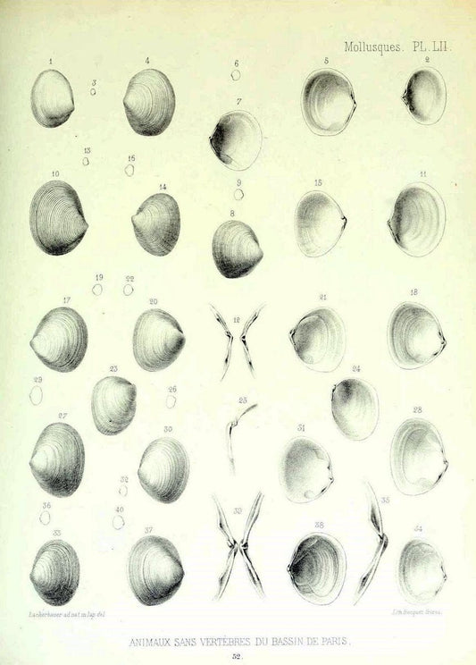 Description des animaux sans vertÃ¨bres dÃ©couverts dans le bassin de Paris :.Paris :Balli | "Mollusks, Fossil" Paleontology "Paris Basin (France)"  | Vintage Print Reproduction 467774