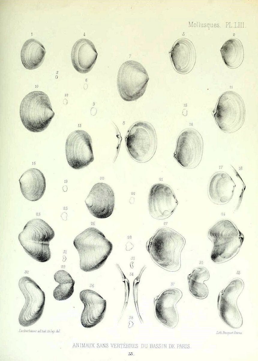 Description des animaux sans vertÃ¨bres dÃ©couverts dans le bassin de Paris :.Paris :Balli | "Mollusks, Fossil" Paleontology "Paris Basin (France)"  | Vintage Print Reproduction 467775