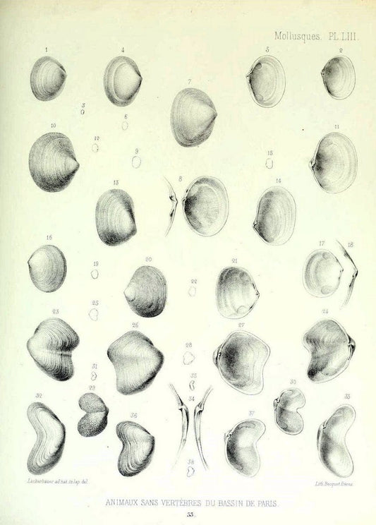 Description des animaux sans vertÃ¨bres dÃ©couverts dans le bassin de Paris :.Paris :Balli | "Mollusks, Fossil" Paleontology "Paris Basin (France)"  | Vintage Print Reproduction 467775
