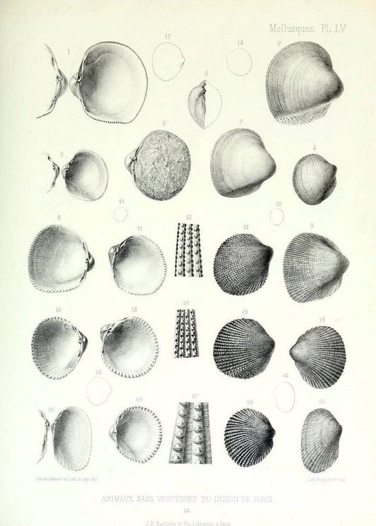 Description des animaux sans vertÃ¨bres dÃ©couverts dans le bassin de Paris :.Paris :Balli | "Mollusks, Fossil" Paleontology "Paris Basin (France)"  | Vintage Print Reproduction 467777