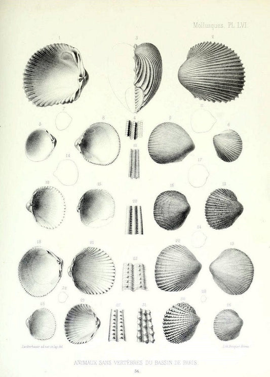 Description des animaux sans vertÃ¨bres dÃ©couverts dans le bassin de Paris :.Paris :Balli | "Mollusks, Fossil" Paleontology "Paris Basin (France)"  | Vintage Print Reproduction 467778