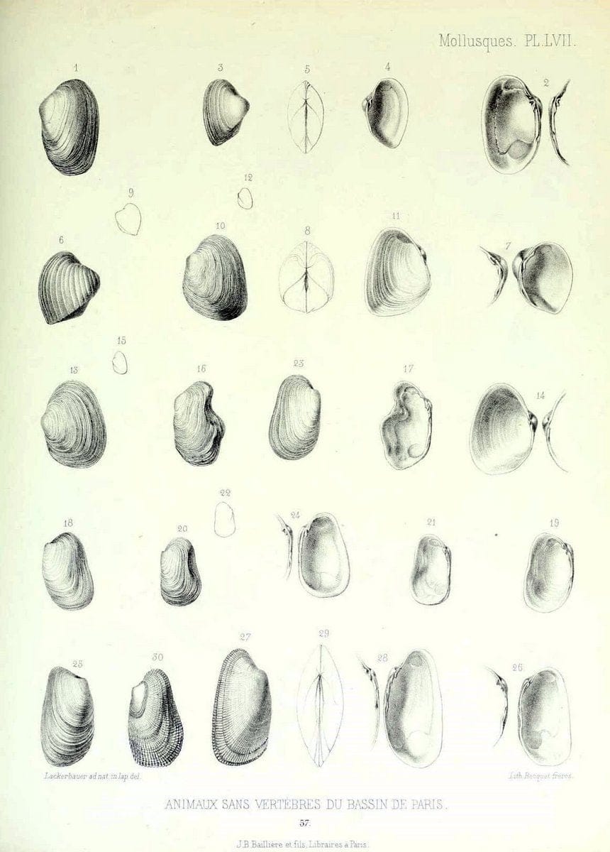 Description des animaux sans vertÃ¨bres dÃ©couverts dans le bassin de Paris :.Paris :Balli | "Mollusks, Fossil" Paleontology "Paris Basin (France)"  | Vintage Print Reproduction 467779