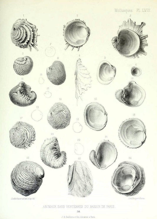 Description des animaux sans vertÃ¨bres dÃ©couverts dans le bassin de Paris :.Paris :Balli | "Mollusks, Fossil" Paleontology "Paris Basin (France)"  | Vintage Print Reproduction 467780