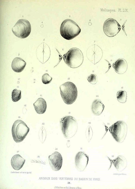 Description des animaux sans vertÃ¨bres dÃ©couverts dans le bassin de Paris :.Paris :Balli | "Mollusks, Fossil" Paleontology "Paris Basin (France)"  | Vintage Print Reproduction 467781