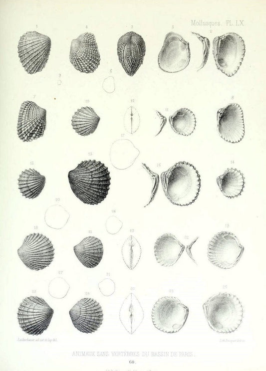 Description des animaux sans vertÃ¨bres dÃ©couverts dans le bassin de Paris :.Paris :Balli | "Mollusks, Fossil" Paleontology "Paris Basin (France)"  | Vintage Print Reproduction 467782