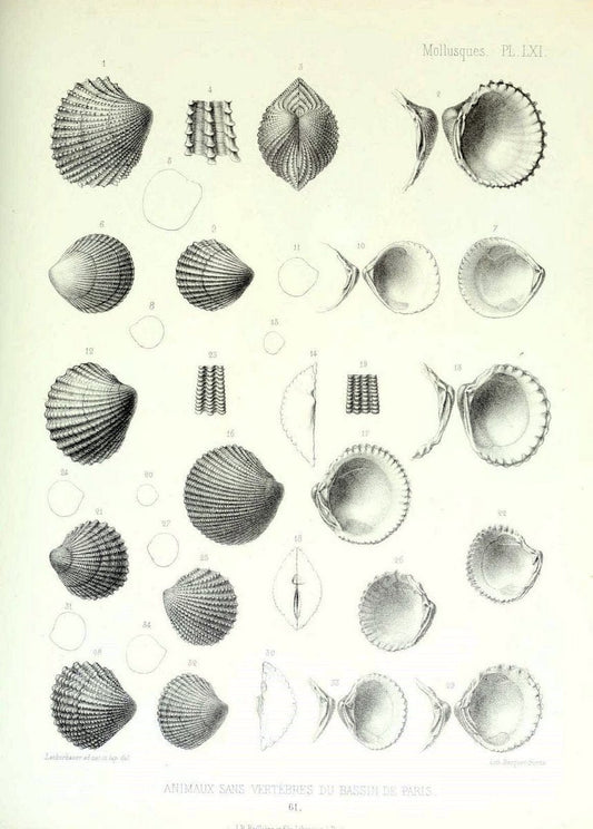 Description des animaux sans vertÃ¨bres dÃ©couverts dans le bassin de Paris :.Paris :Balli | "Mollusks, Fossil" Paleontology "Paris Basin (France)"  | Vintage Print Reproduction 467783