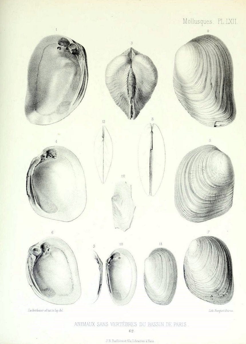 Description des animaux sans vertÃ¨bres dÃ©couverts dans le bassin de Paris :.Paris :Balli | "Mollusks, Fossil" Paleontology "Paris Basin (France)"  | Vintage Print Reproduction 467784