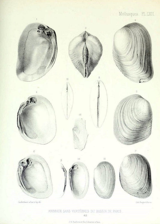 Description des animaux sans vertÃ¨bres dÃ©couverts dans le bassin de Paris :.Paris :Balli | "Mollusks, Fossil" Paleontology "Paris Basin (France)"  | Vintage Print Reproduction 467784