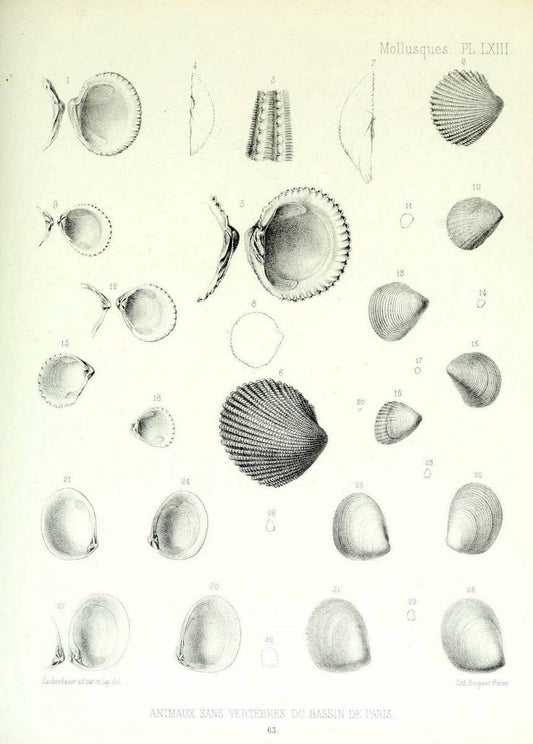 Description des animaux sans vertÃ¨bres dÃ©couverts dans le bassin de Paris :.Paris :Balli | "Mollusks, Fossil" Paleontology "Paris Basin (France)"  | Vintage Print Reproduction 467785